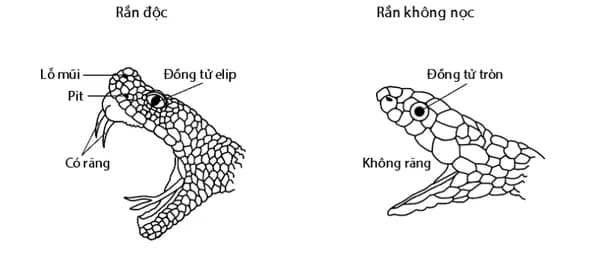 Hình ảnh cách phân biệt đồng tử rắn