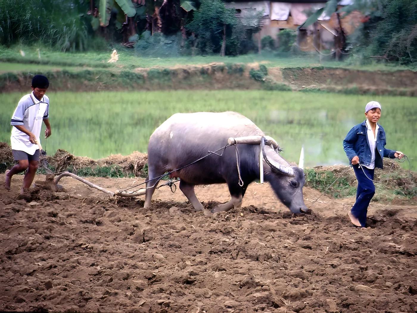 Hình ảnh con trâu đi cày