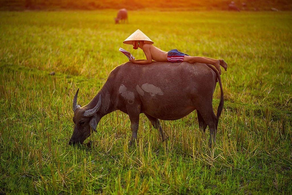 Con trâu trên cánh đồng lúa Việt Nam