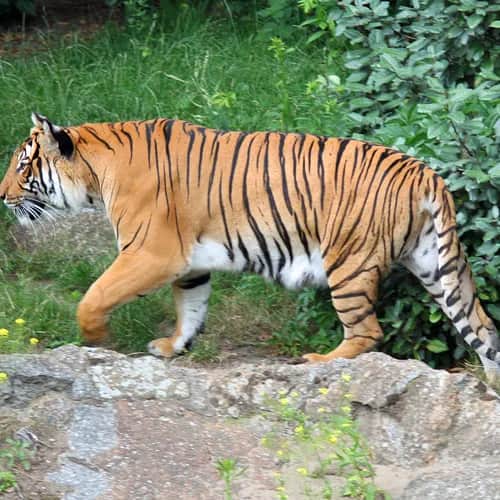 [Lăng Kính Đông Tây] Hình tượng Dần trong dân gian Việt Nam