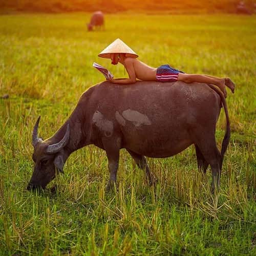 [Lăng Kính Đông Tây] Hình tượng Sửu trong dân gian Việt Nam